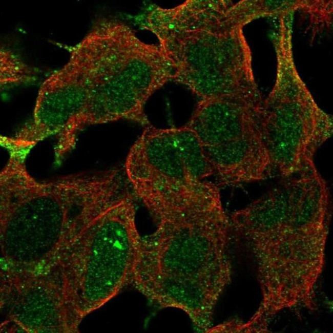 FAM163B Antibody in Immunocytochemistry (ICC/IF)