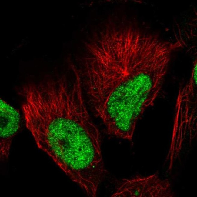 GABPB1 Antibody in Immunocytochemistry (ICC/IF)