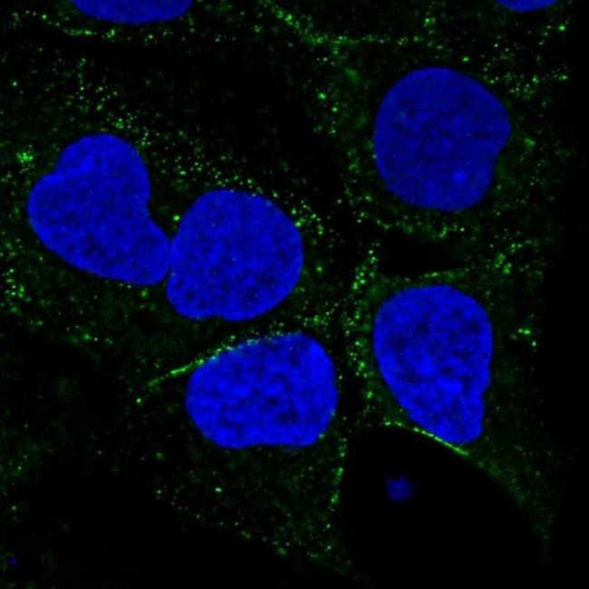 SMIM8 Antibody in Immunocytochemistry (ICC/IF)