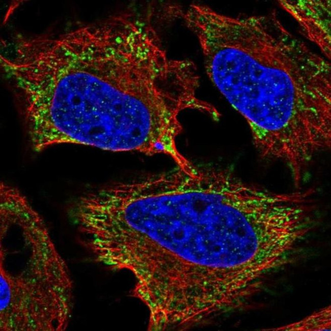 KIAA1161 Antibody in Immunocytochemistry (ICC/IF)