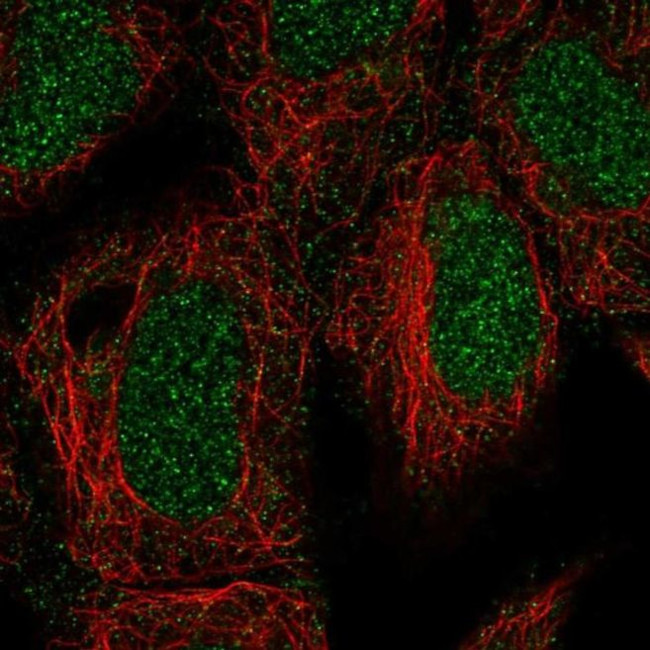 ING3 Antibody in Immunocytochemistry (ICC/IF)
