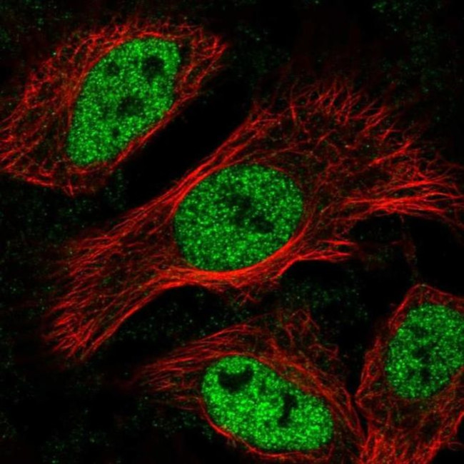 MNT Antibody in Immunocytochemistry (ICC/IF)