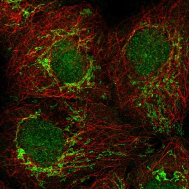 PSMG4 Antibody in Immunocytochemistry (ICC/IF)