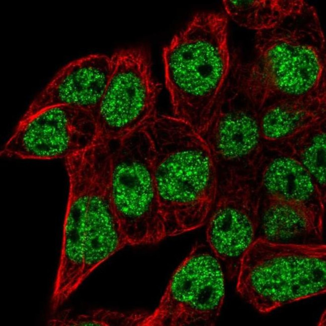 SEC14L6 Antibody in Immunocytochemistry (ICC/IF)