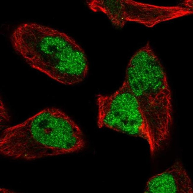 hnRNP UL2 Antibody in Immunocytochemistry (ICC/IF)