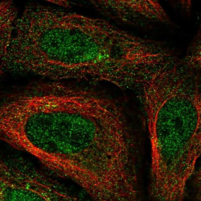 FAM114A1 Antibody in Immunocytochemistry (ICC/IF)
