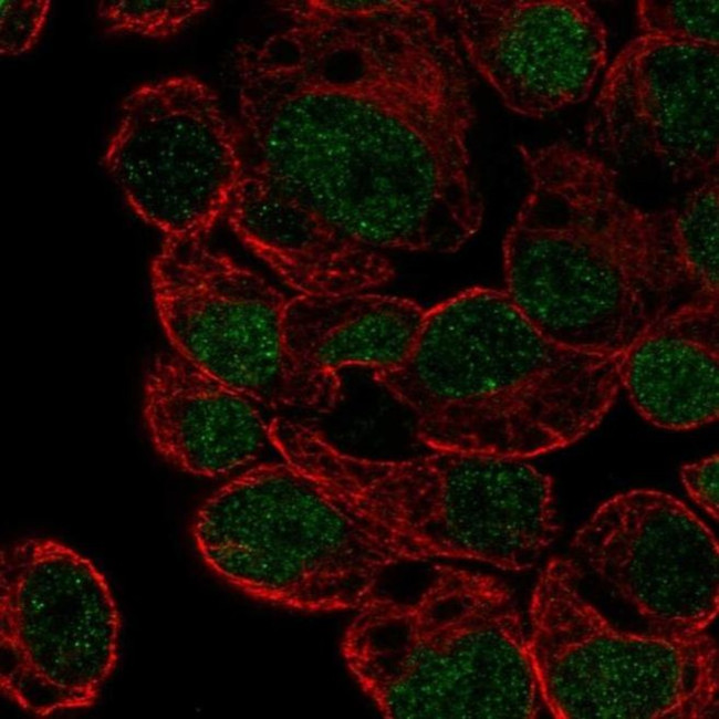 HLF Antibody in Immunocytochemistry (ICC/IF)