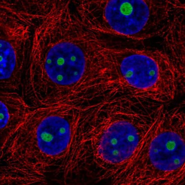 SERTAD3 Antibody in Immunocytochemistry (ICC/IF)