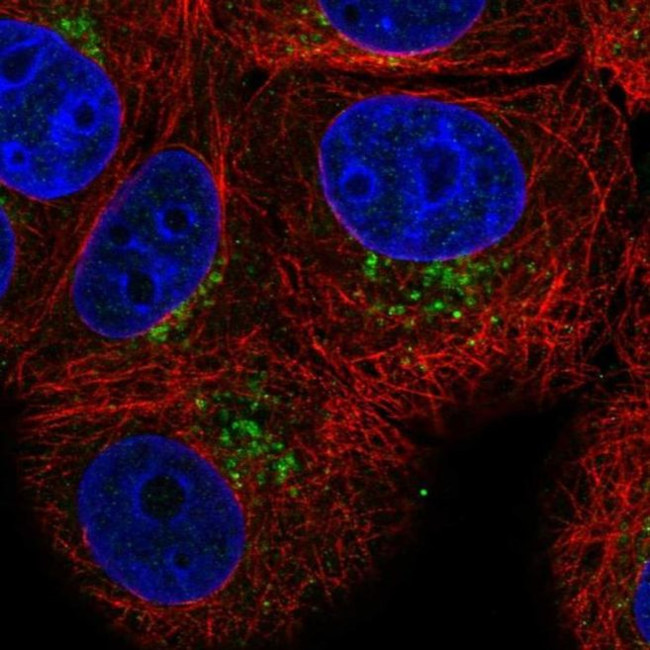 PAQR4 Antibody in Immunocytochemistry (ICC/IF)