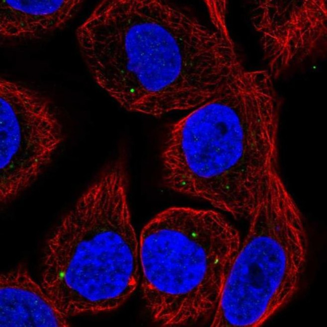 CYP27C1 Antibody in Immunocytochemistry (ICC/IF)