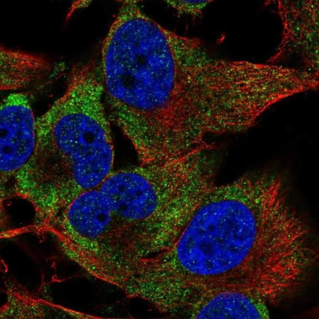 PIM3 Antibody in Immunocytochemistry (ICC/IF)