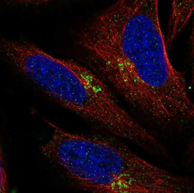 LAPTM4B Antibody in Immunocytochemistry (ICC/IF)