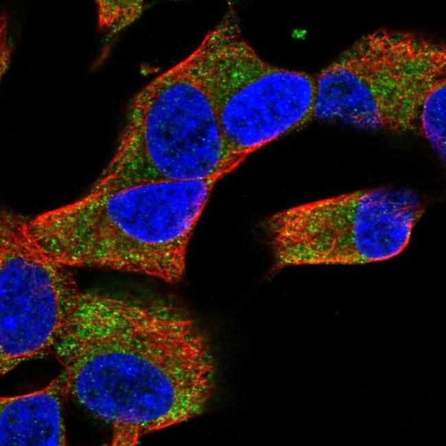 COQ10A Antibody in Immunocytochemistry (ICC/IF)