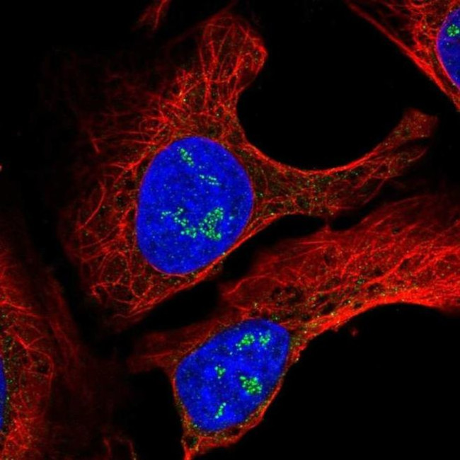 TMEM50B Antibody in Immunocytochemistry (ICC/IF)