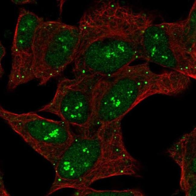 CNTNAP5 Antibody in Immunocytochemistry (ICC/IF)
