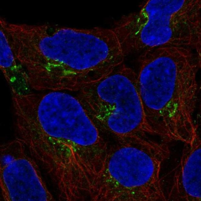 C4orf32 Antibody in Immunocytochemistry (ICC/IF)