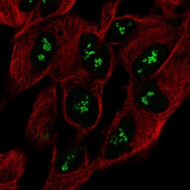 CNTNAP5 Antibody in Immunocytochemistry (ICC/IF)
