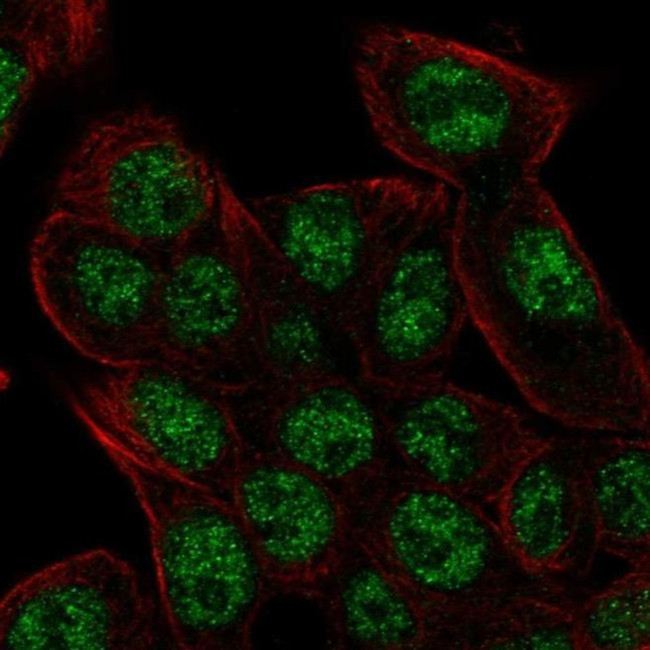 REV3L Antibody in Immunocytochemistry (ICC/IF)