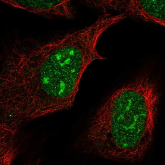 FAM133B Antibody in Immunocytochemistry (ICC/IF)