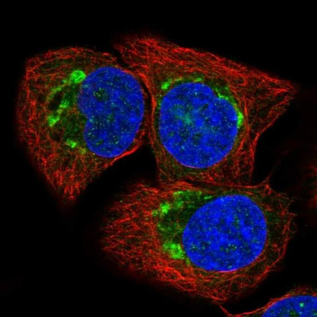 ATP2C1 Antibody in Immunocytochemistry (ICC/IF)