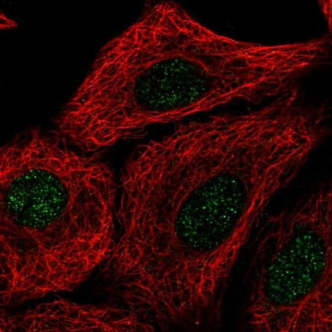 TMEM92 Antibody in Immunocytochemistry (ICC/IF)