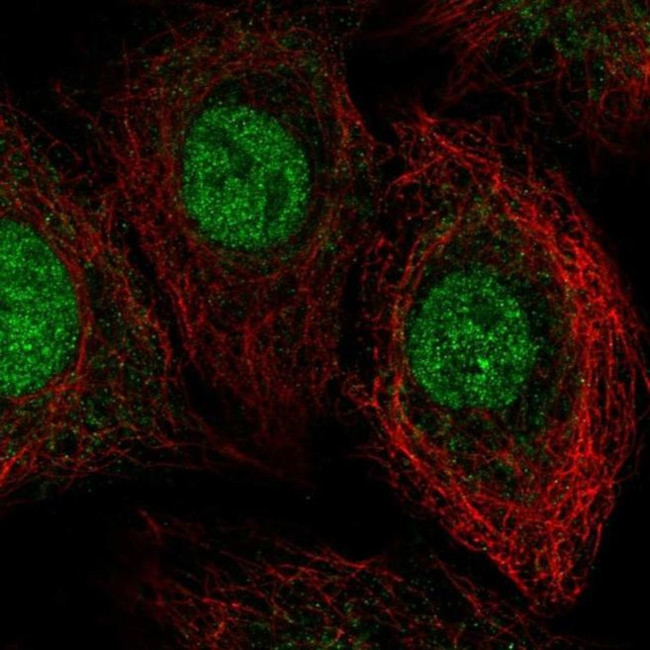 THAP8 Antibody in Immunocytochemistry (ICC/IF)