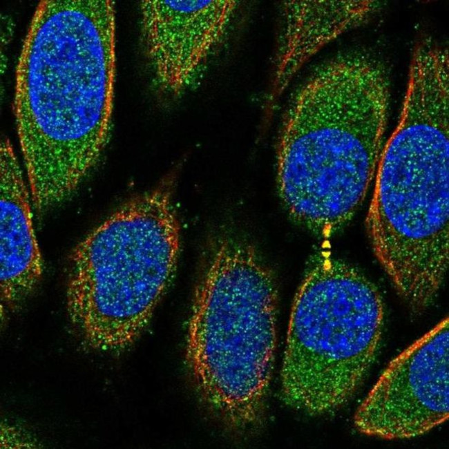 PRR5L Antibody in Immunocytochemistry (ICC/IF)