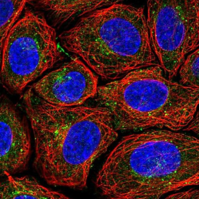 PSMG1 Antibody in Immunocytochemistry (ICC/IF)