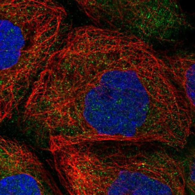 HERC4 Antibody in Immunocytochemistry (ICC/IF)
