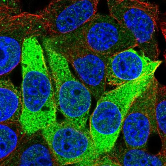 ISOC1 Antibody in Immunocytochemistry (ICC/IF)