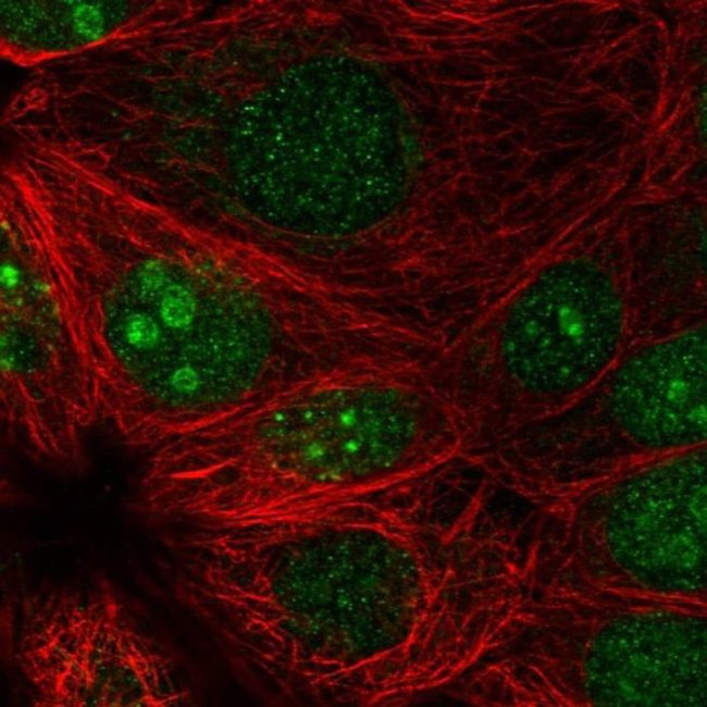 PRR19 Antibody in Immunocytochemistry (ICC/IF)