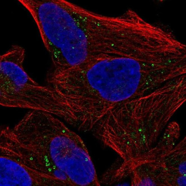 SLA/LP Antibody in Immunocytochemistry (ICC/IF)