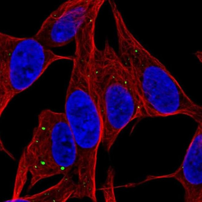 SERTM1 Antibody in Immunocytochemistry (ICC/IF)
