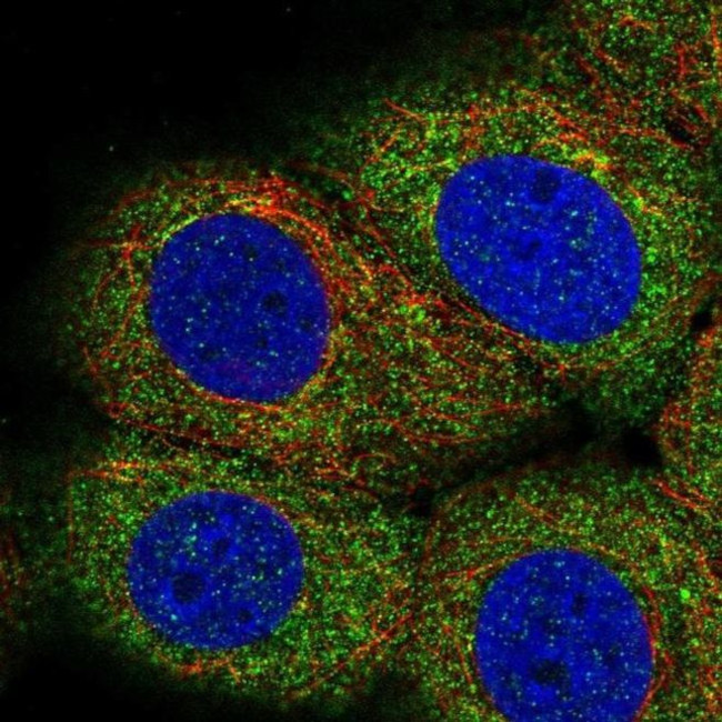 LPIN3 Antibody in Immunocytochemistry (ICC/IF)