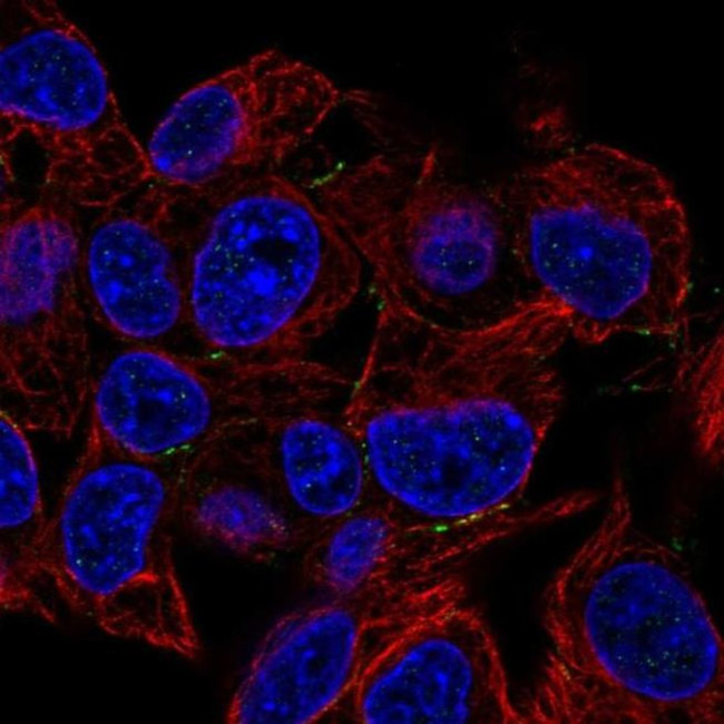 PKP4 Antibody in Immunocytochemistry (ICC/IF)