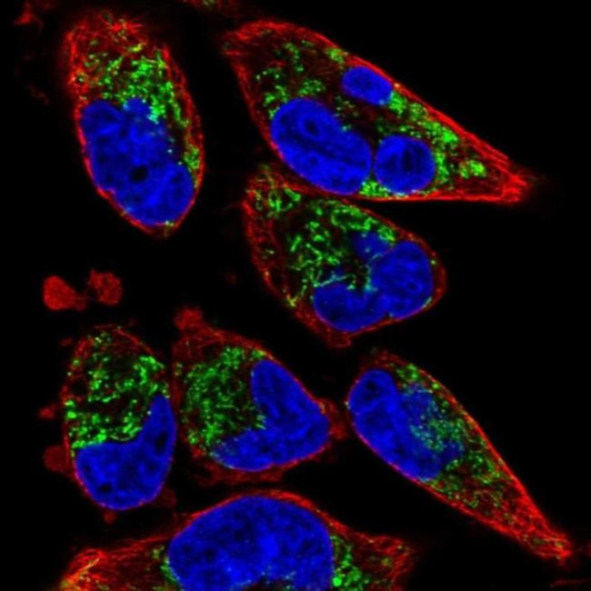 TMEM71 Antibody in Immunocytochemistry (ICC/IF)