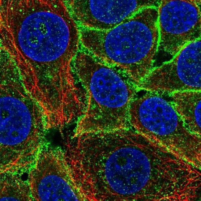 GPRIN1 Antibody in Immunocytochemistry (ICC/IF)