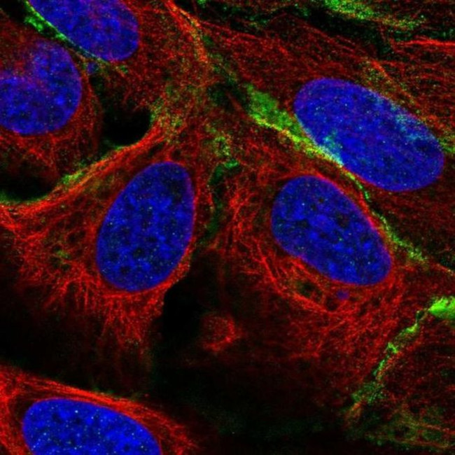 PCPTP1 Antibody in Immunocytochemistry (ICC/IF)