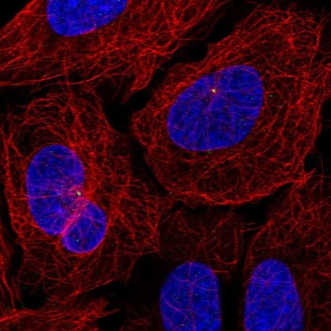 CEP19 Antibody in Immunocytochemistry (ICC/IF)