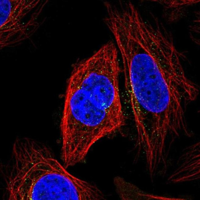KLHL12 Antibody in Immunocytochemistry (ICC/IF)