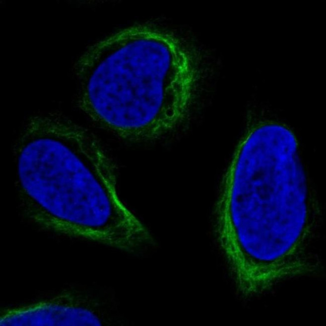 APOBEC3C Antibody in Immunocytochemistry (ICC/IF)