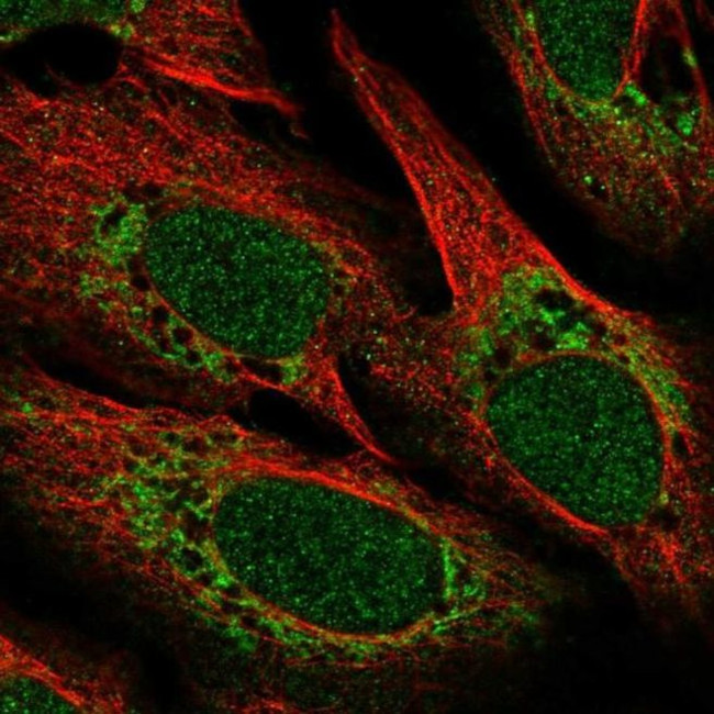 POLD4 Antibody in Immunocytochemistry (ICC/IF)
