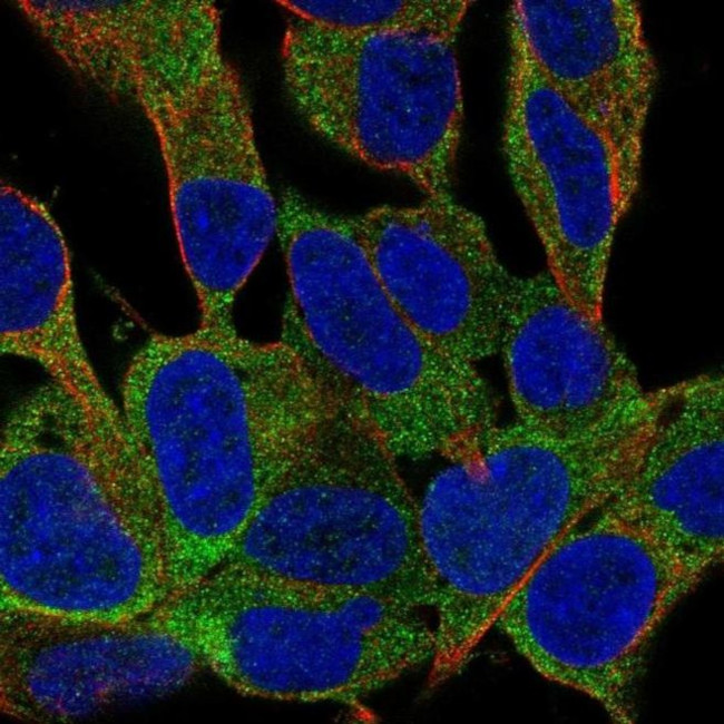 FAM59B Antibody in Immunocytochemistry (ICC/IF)