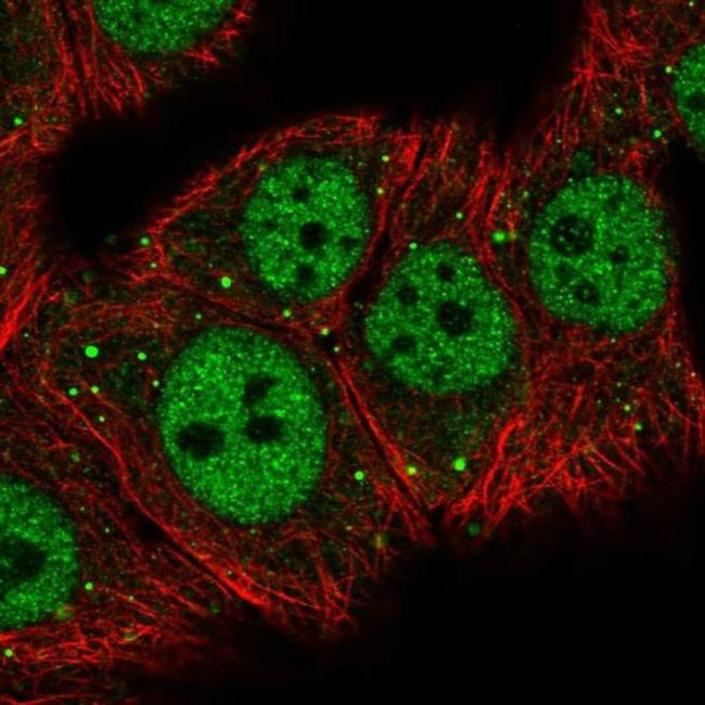 MED26 Antibody in Immunocytochemistry (ICC/IF)