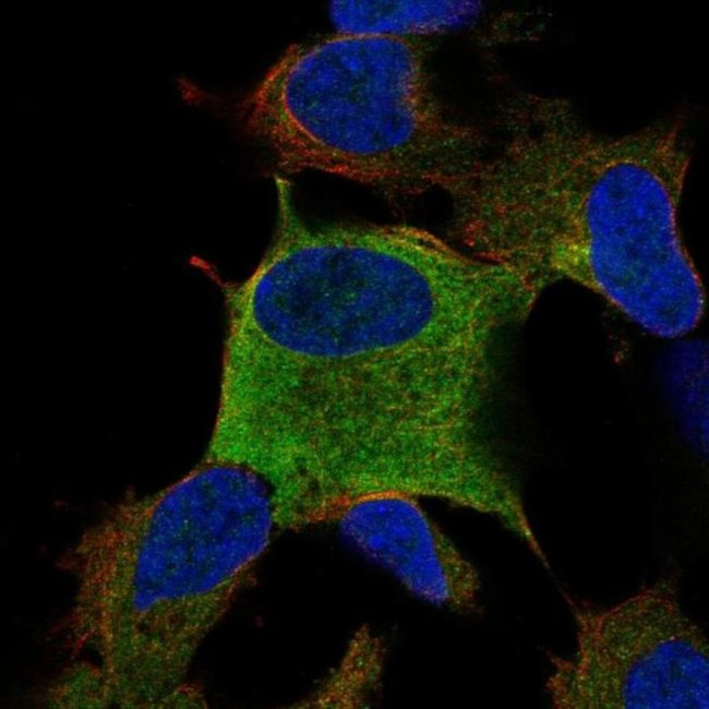 ZNF167 Antibody in Immunocytochemistry (ICC/IF)