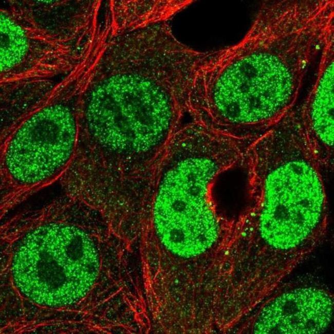 PMF1 Antibody in Immunocytochemistry (ICC/IF)