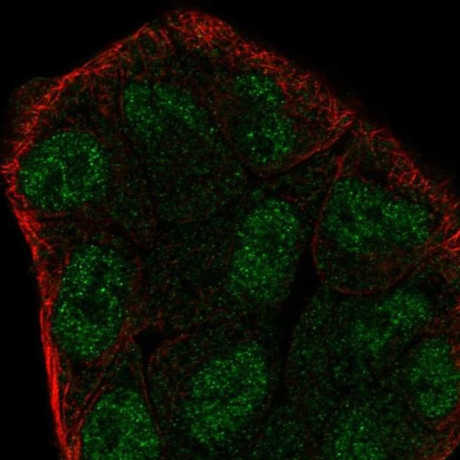 ZNF258 Antibody in Immunocytochemistry (ICC/IF)