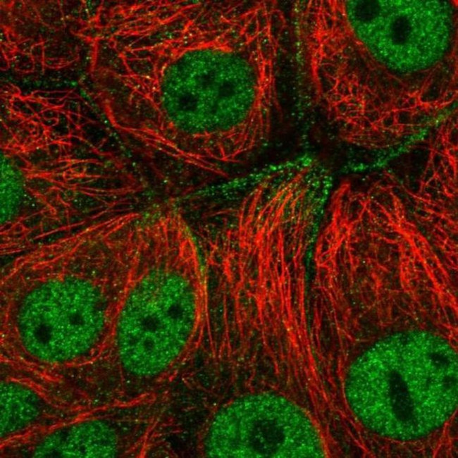 C6orf165 Antibody in Immunocytochemistry (ICC/IF)