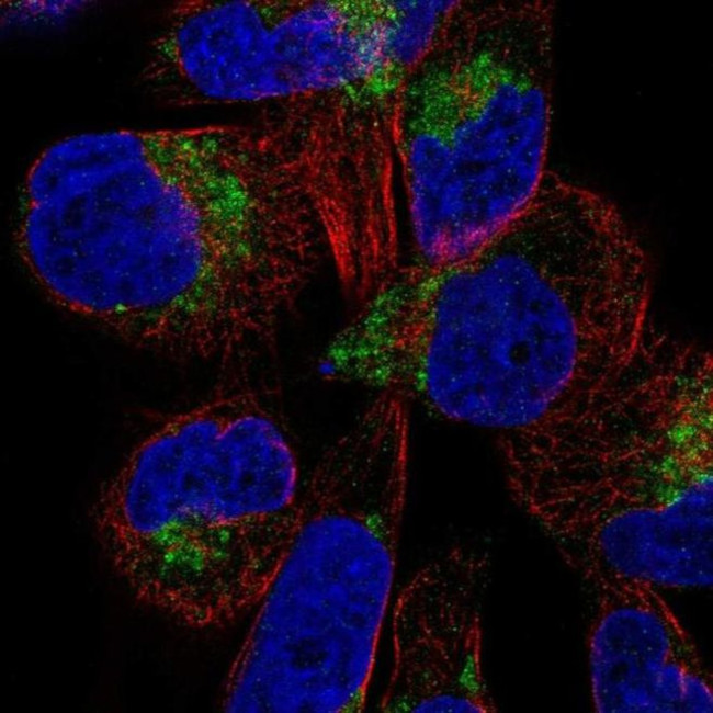 DIRC2 Antibody in Immunocytochemistry (ICC/IF)