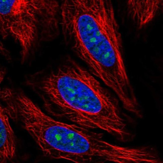 PCID2 Antibody in Immunocytochemistry (ICC/IF)